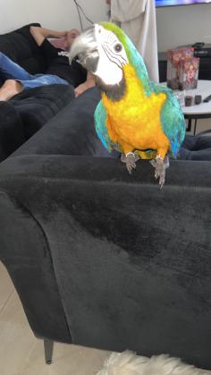 תוכי ערה בן 5 חודשים