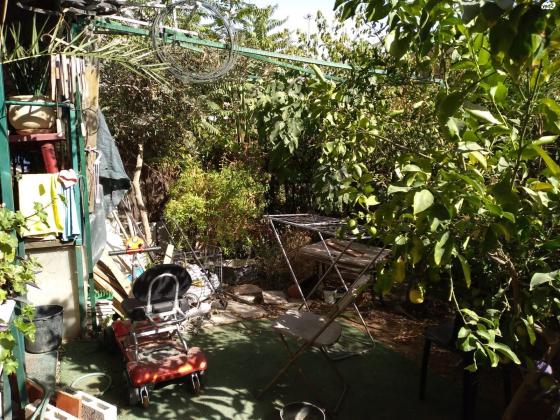 אפרסמון (גילה)