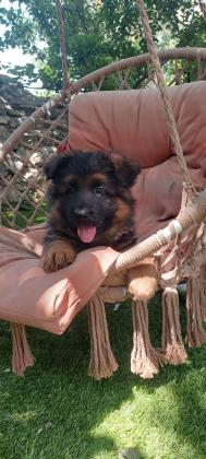 המלטה מתועדת של רועה גרמני