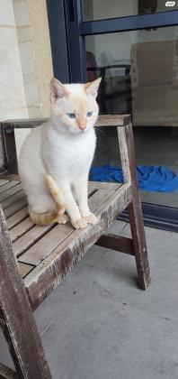 חתול לבן עיניים כחולות מדהים!עוד