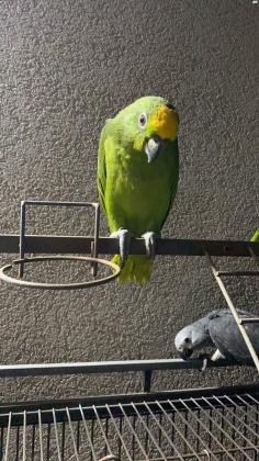 גוזל אמזונה ילו קראון מושלם!!!