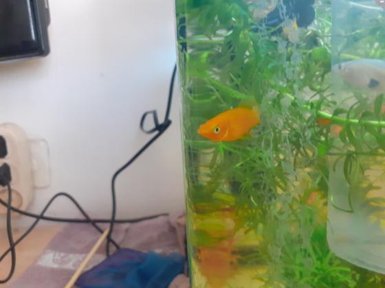 דגי מולי שחורים זכר 1