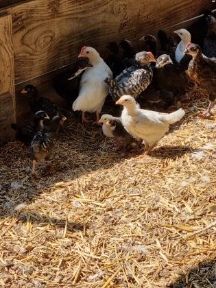 מרנגולות מעורב עם לנגהורן בני