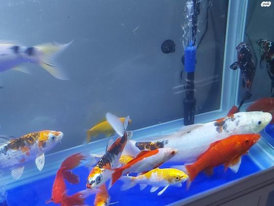 למכירה דגי בריכה מסוגים שונים