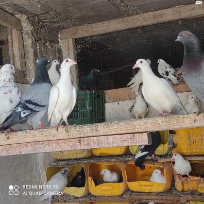 יוני דואר צבע לבן 80