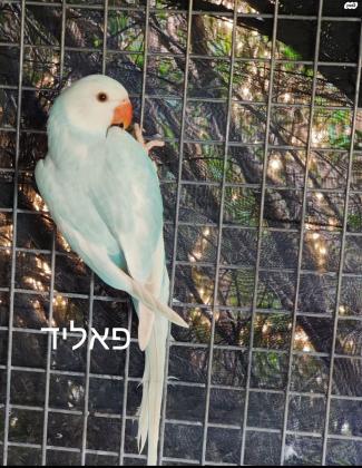 למכירה דררות האכלות יד במבחר