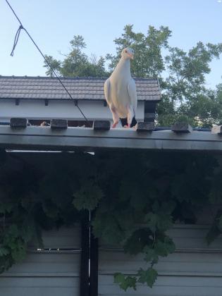 יונים קווקזים בני חודש 400 לזוג