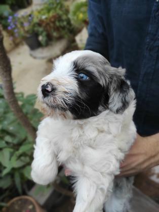 פסטורה ברגמסקו בעל הרסטות הידועות