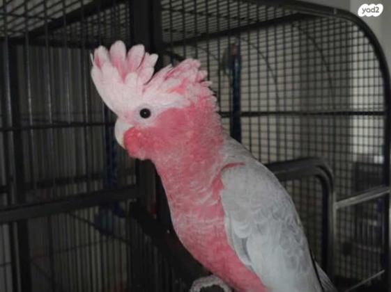 קקדו גאלה האכלת יד ברמה