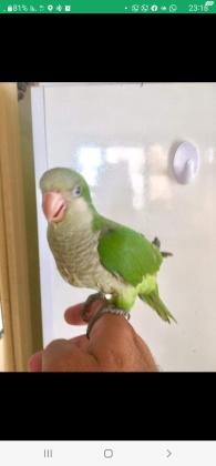 למכירה קוואקר ירוק אכלת יד