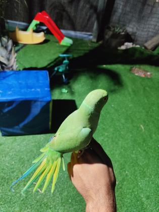 דררה האכלת יד מדהים! מטובע