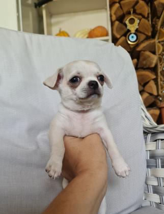 גורי צ'יוואווה מוכנים לבית חדש