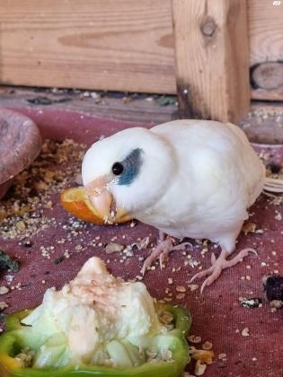 קקריקים יפים, בריאים, מבית גידול איכותי