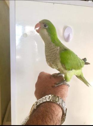 למכירה קוואקר ירוק אכלת יד