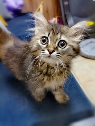 חטול שיראזי למכירה