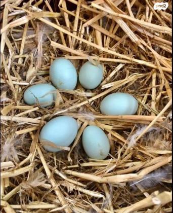 זוג אפרוחי לגבאר זכר ונקבההלגבאר