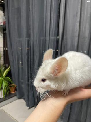 צ'ינצ'ילה לבנה יפיפייה בת חצי שנה