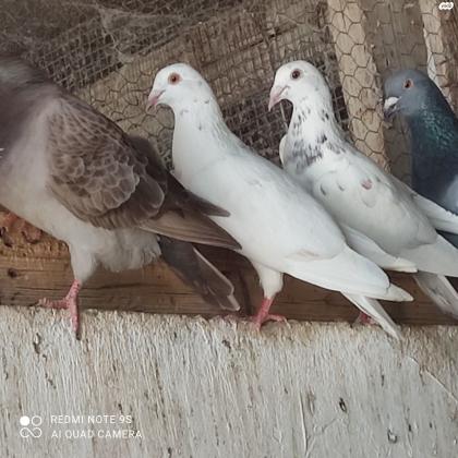 יוני דואר צבע לבן 80