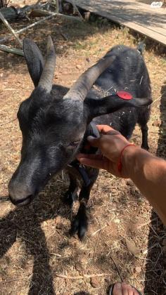 4 עזים ננסיות למכירה בנות