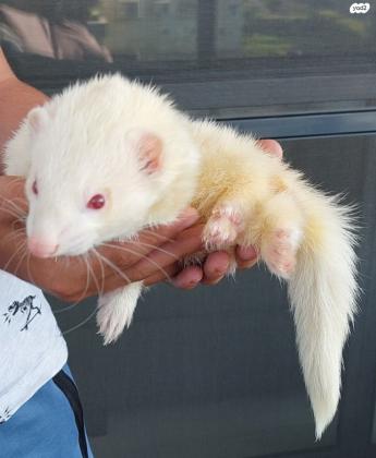 חמוס לבן בן שנה זקוק