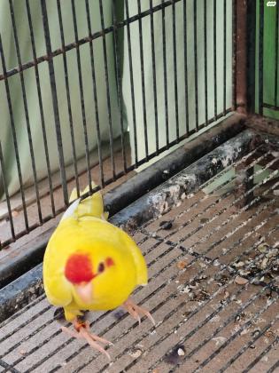 קקריקים יפים, בריאים, מבית גידול איכותי