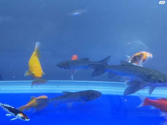 למכירה דגי בריכה מסוגים שונים