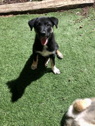 למסירה שני גורי האסקי סיבירי