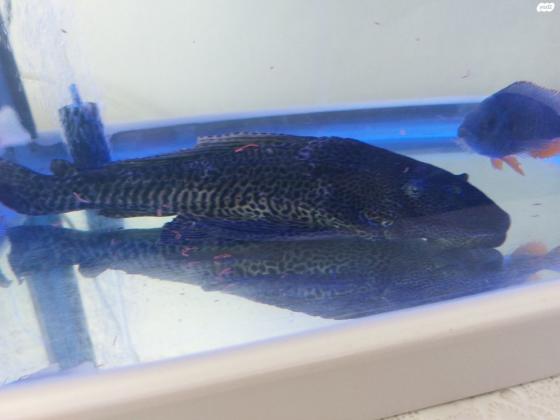 דג מנקה פלקוסטומוס בגודל ענק