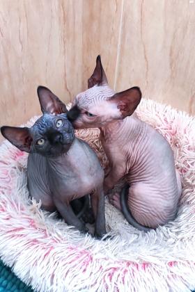 גורי ספינקס קנדי שני זכרים