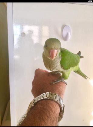 למכירה קוואקר ירוק אכלת יד