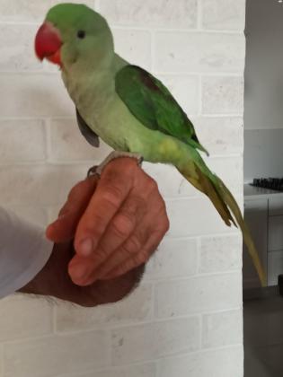 למכירה 3 תוכי אלכסנדרין בני