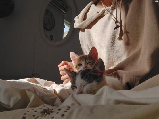 שלום שני חתולים חמודים מאוד