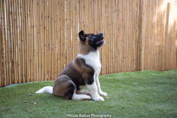 גורי אקיטה אמריקאי מתועדים!!אבא בונד