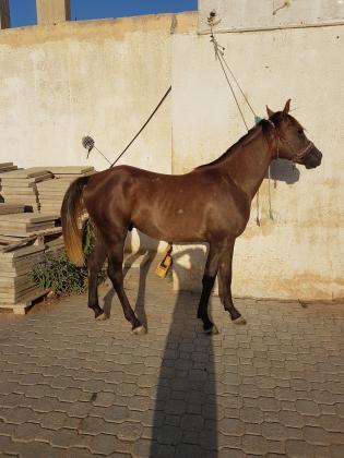 סייח ערבי בן שנתיים