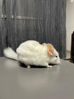 צ'ינצ'ילה לבנה יפיפייה בת חצי שנה