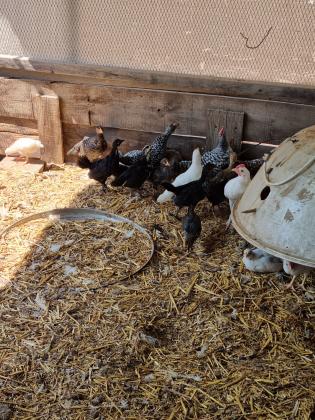 מרנגולות מעורב עם לנגהורן בני