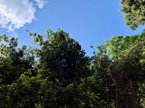 אחד העם 99 (לב תל אביב החלק הצפוני)