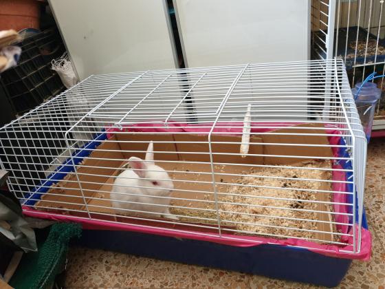 ערנב לבן, 4 5 חודשים