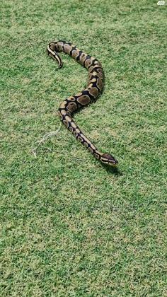 פיתון מתכדר בן 8 חודשים