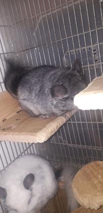 למכירה צינצילה זכר לייט אבוני