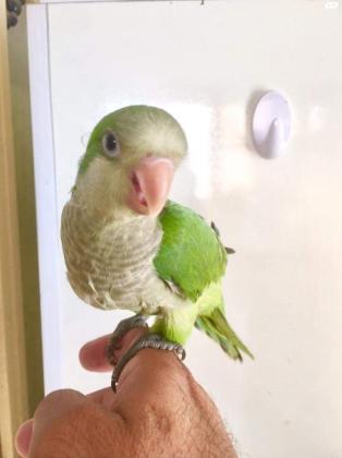 למכירה קוואקר ירוק אכלת יד