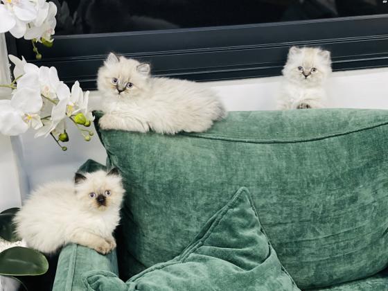 6 חתולי הימלאיה טאבי פוינט