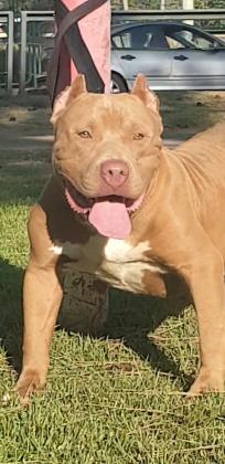 אמריקן בולי xl בן 10 חודשים עם תעודות