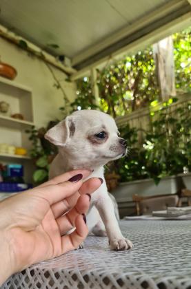 גורי צ'יוואווה מוכנים לבית חדש