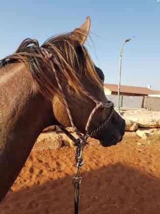 סייח ערבי בן שנתיים