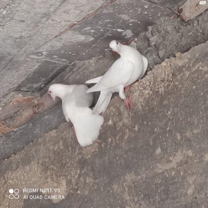 יוני דואר צבע לבן 80