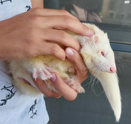 חמוס לבן בן שנה זקוק