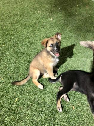 למסירה שני גורי האסקי סיבירי