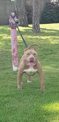 אמריקן בולי xl בן 10 חודשים עם תעודות