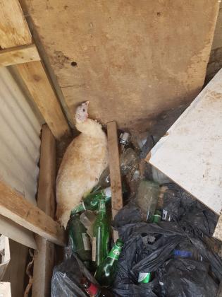 למכירה כ14 יונים לבנות עם